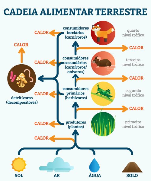 Como os predadores de topo mantêm o equilíbrio ecológico?