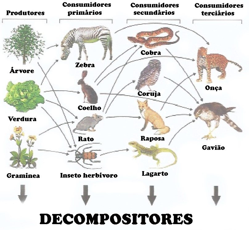 O impacto humano nas cadeias alimentares naturais
