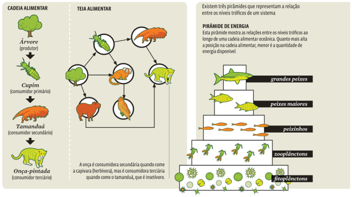 Os diferentes níveis tróficos explicados