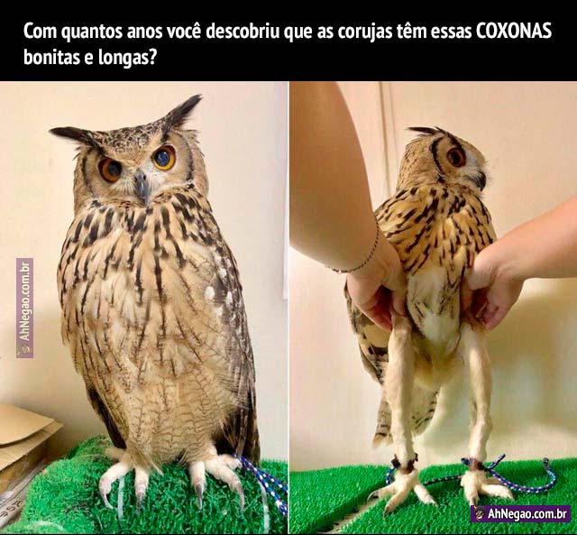 A Coruja-Buraqueira: Uma Corredora Inesperada