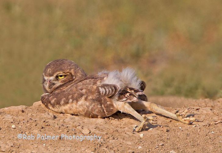 Desvendando a Anatomia Secreta das Corujas