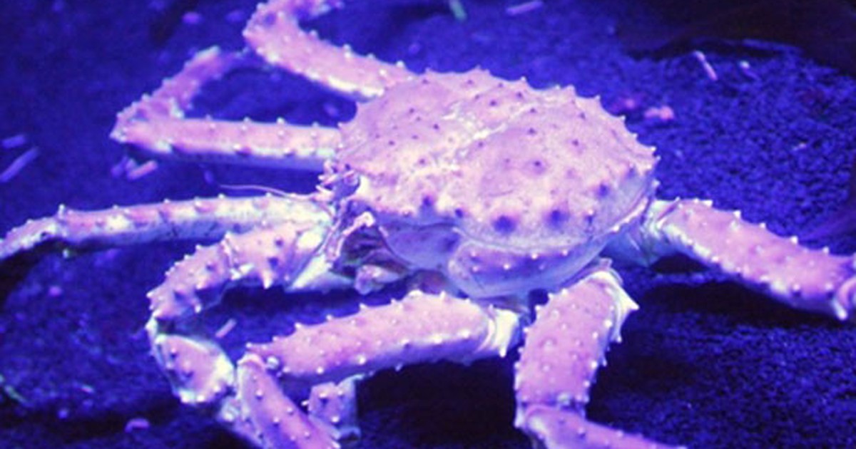 Do Caranguejo-Aranha ao Isópode Darth Vader: As Espécies Mais Fascinantes