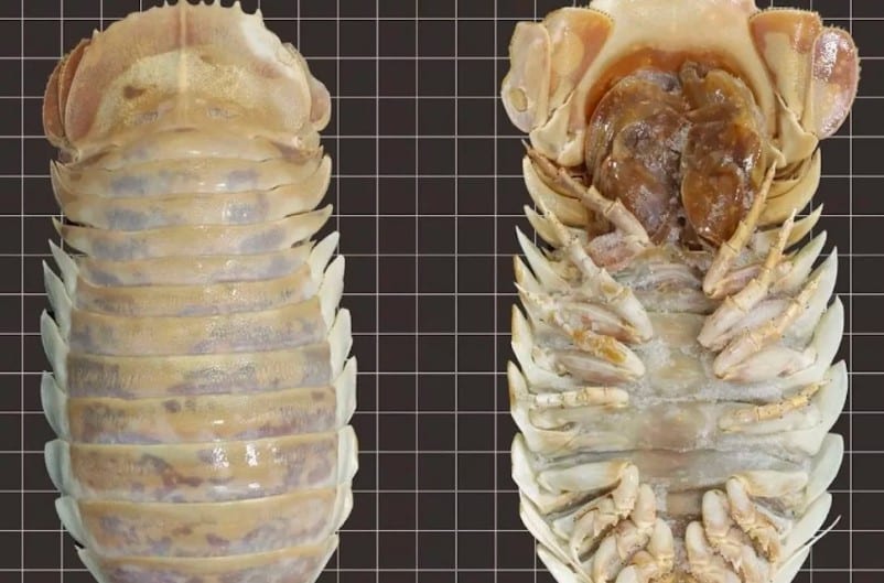 King Crab e Outros Gigantes: A Influência dos Crustáceos Gigantes na Gastronomia e Ciência