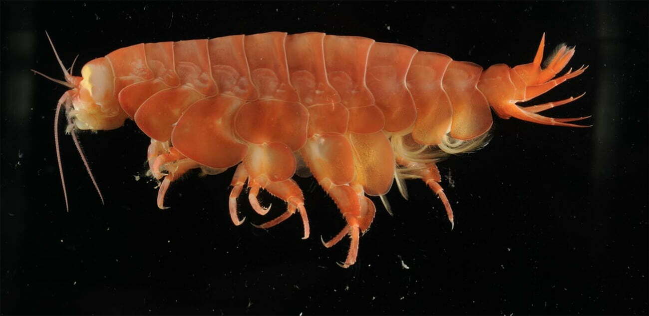 crustáceos gigantes