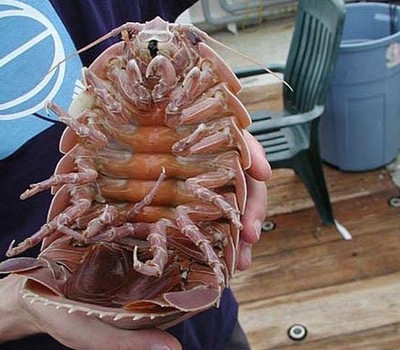 Os 5 Maiores Crustáceos do Mundo: Conheça os Gigantes dos Oceanos e da Terra