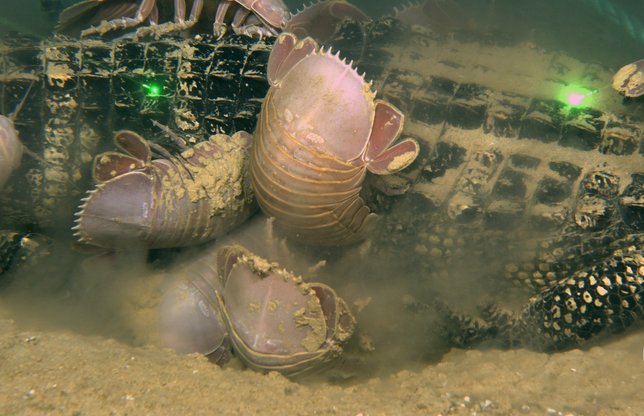 Desvendando as Profundezas: Onde Vivem os Crustáceos Gigantes e Suas Curiosidades