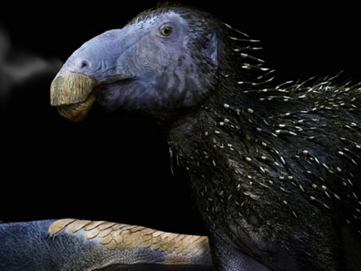 A surpreendente conexão entre dinossauros chineses e aves modernas