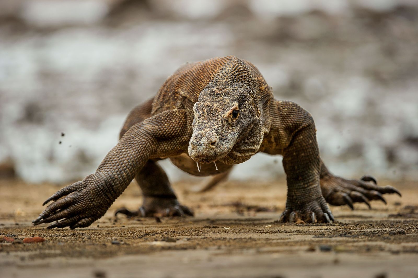 Desvendando o Mistério: O Veneno do Dragão-de-Komodo e Seus Efeitos
