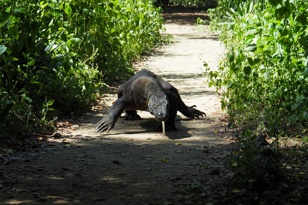 Dentes de Ferro e Olfato de 10km: As Ferramentas de Caça do Dragão-de-Komodo