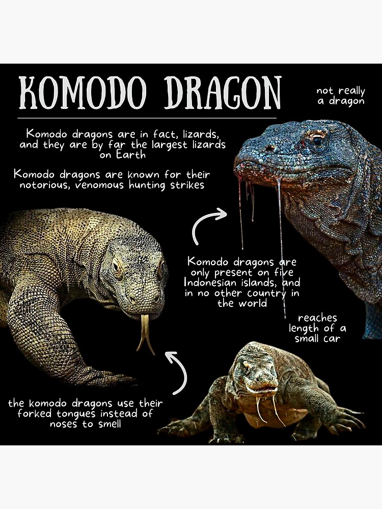 Dragão-de-Komodo: Comportamento Canibal e a Sobrevivência dos Jovens