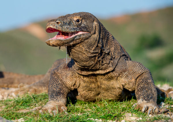 dragão-de-komodo curiosidades