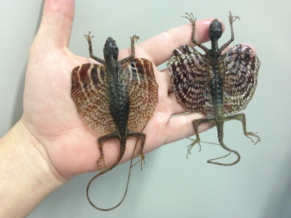 1. A Verdade Sobre os Dragões: Mitos vs. Realidade
2. Conheça os Animais Reais Chamados de 'Dragão'
3. Fósseis que Inspiraram Lendas de Dragões
4. A Impossibilidade Biológica dos Dragões Mitológicos
5. A História e Origem do Mito do Dragão