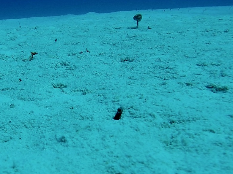 Dieta e Comportamento: O Que as Enguias-de-Jardim Comem e Como Vivem?