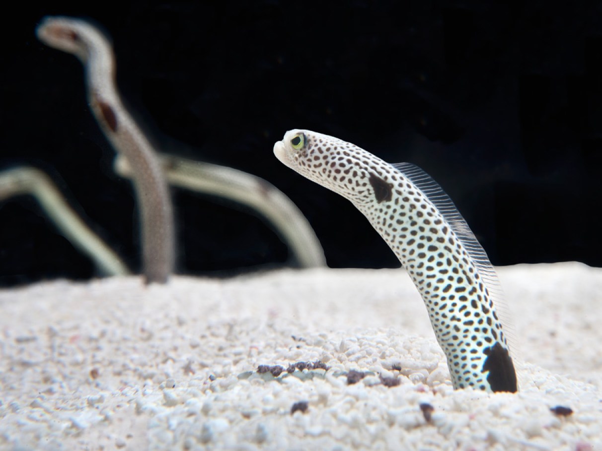 Reprodução das Enguias-de-Jardim: Um Olhar Sobre Seus Rituais de Acasalamento