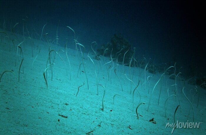 Onde Ver Enguias-de-Jardim: Aquários e Habitats Naturais