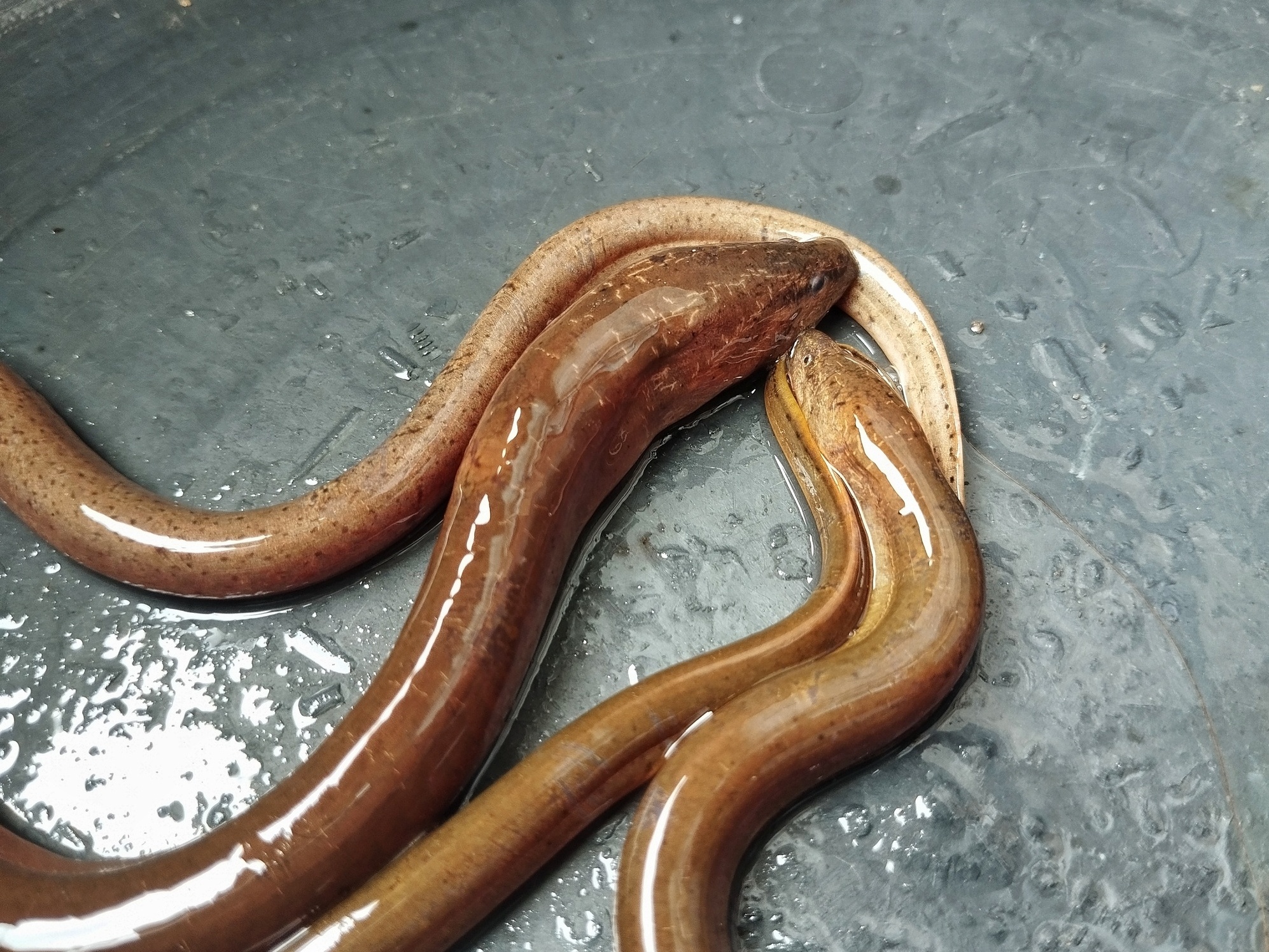 Dieta e Comportamento: O Que as Enguias-de-Jardim Comem e Como Vivem?