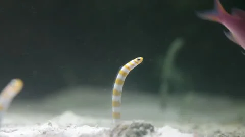 Reprodução das Enguias-de-Jardim: Um Olhar Sobre Seus Rituais de Acasalamento