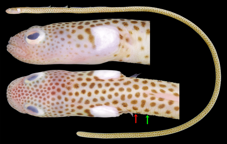 As Espécies Mais Fascinantes de Enguias-de-Jardim ao Redor do Mundo