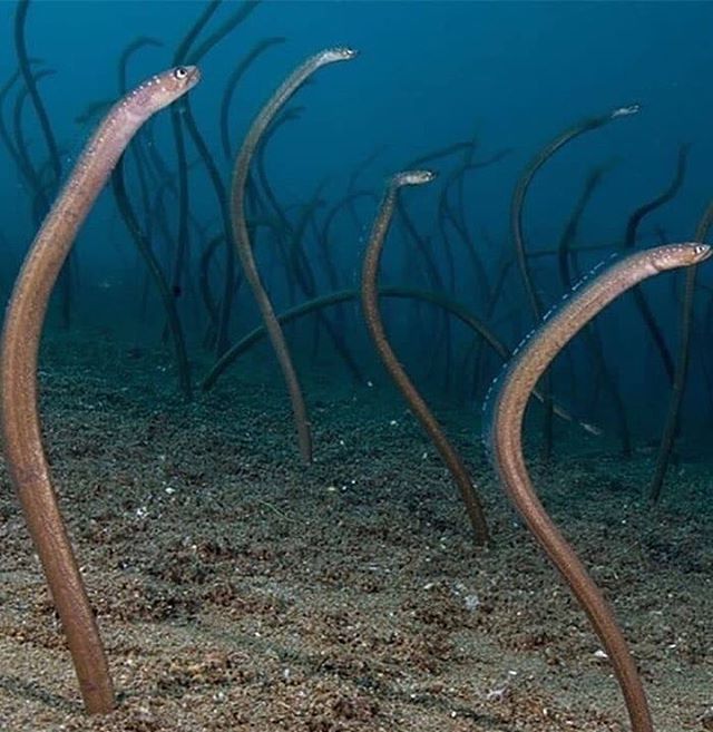 Guia Completo: Como as Enguias-de-Jardim Constroem Suas Tocas?