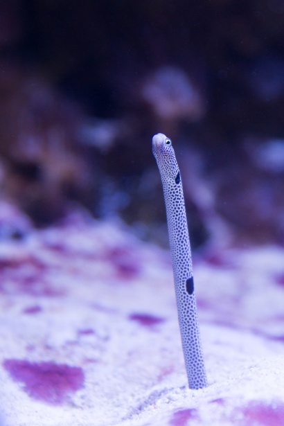 As Espécies Mais Fascinantes de Enguias-de-Jardim ao Redor do Mundo