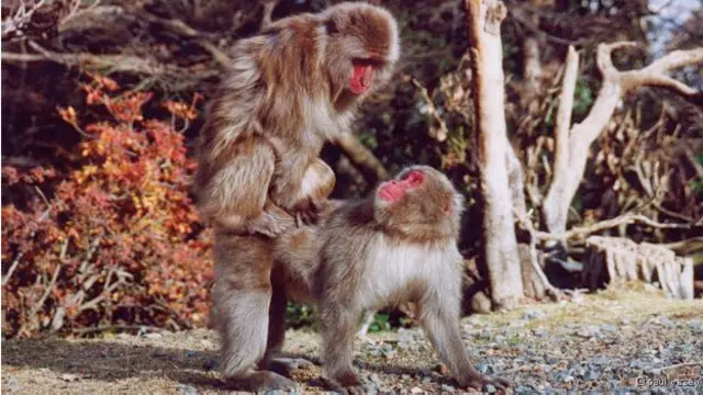 casais do mesmo sexo no reino animal