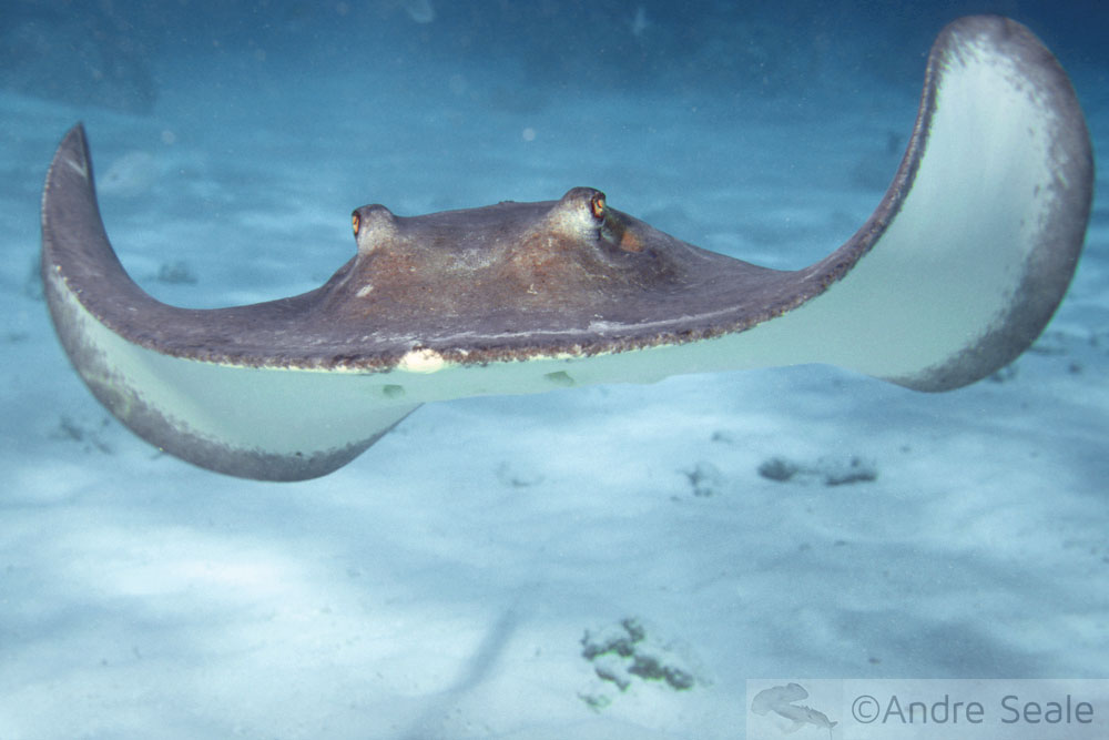 O legado de Steve Irwin: Como o Australia Zoo continua sua missão de conservação