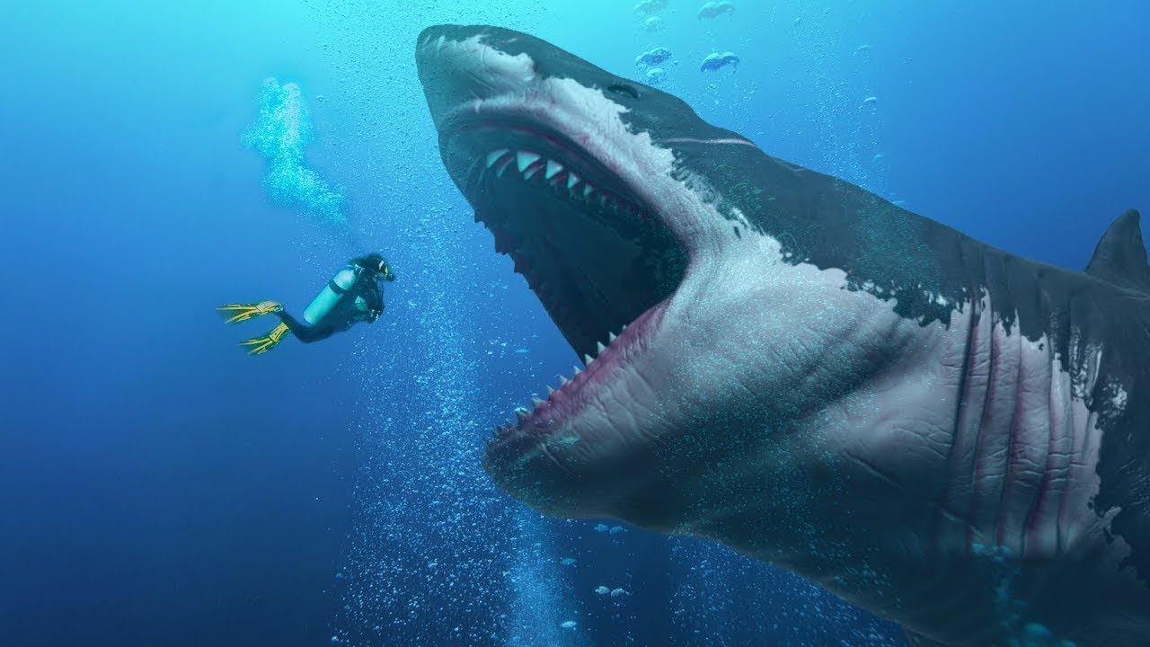 fotos de megalodon