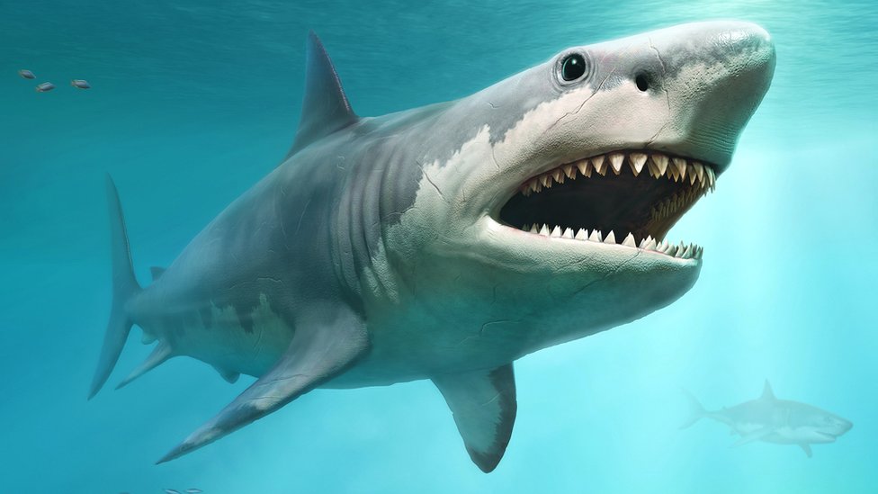 Megalodon: Desvendando a Verdadeira Aparência do Gigante Pré-Histórico