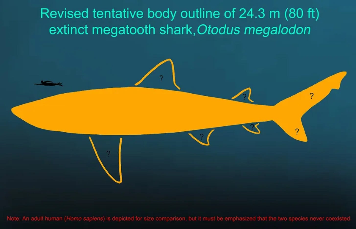 A Extinção do Megalodon: O Que Aconteceu com o Maior Predador dos Oceanos?