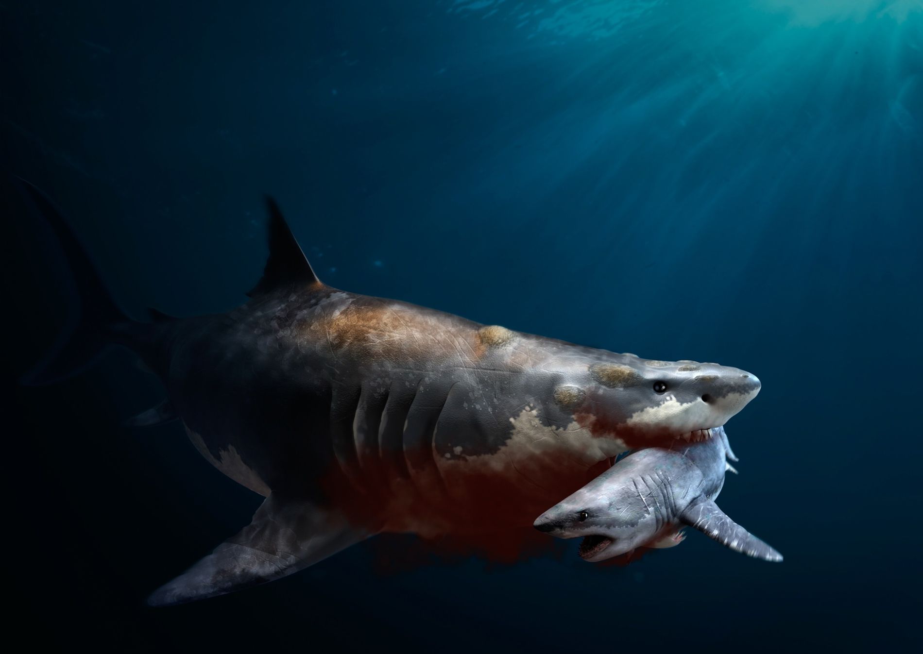 fotos de megalodon