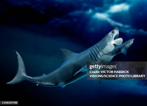 Dentes de Megalodon: Onde Encontrar e Como Identificar Fósseis Autênticos