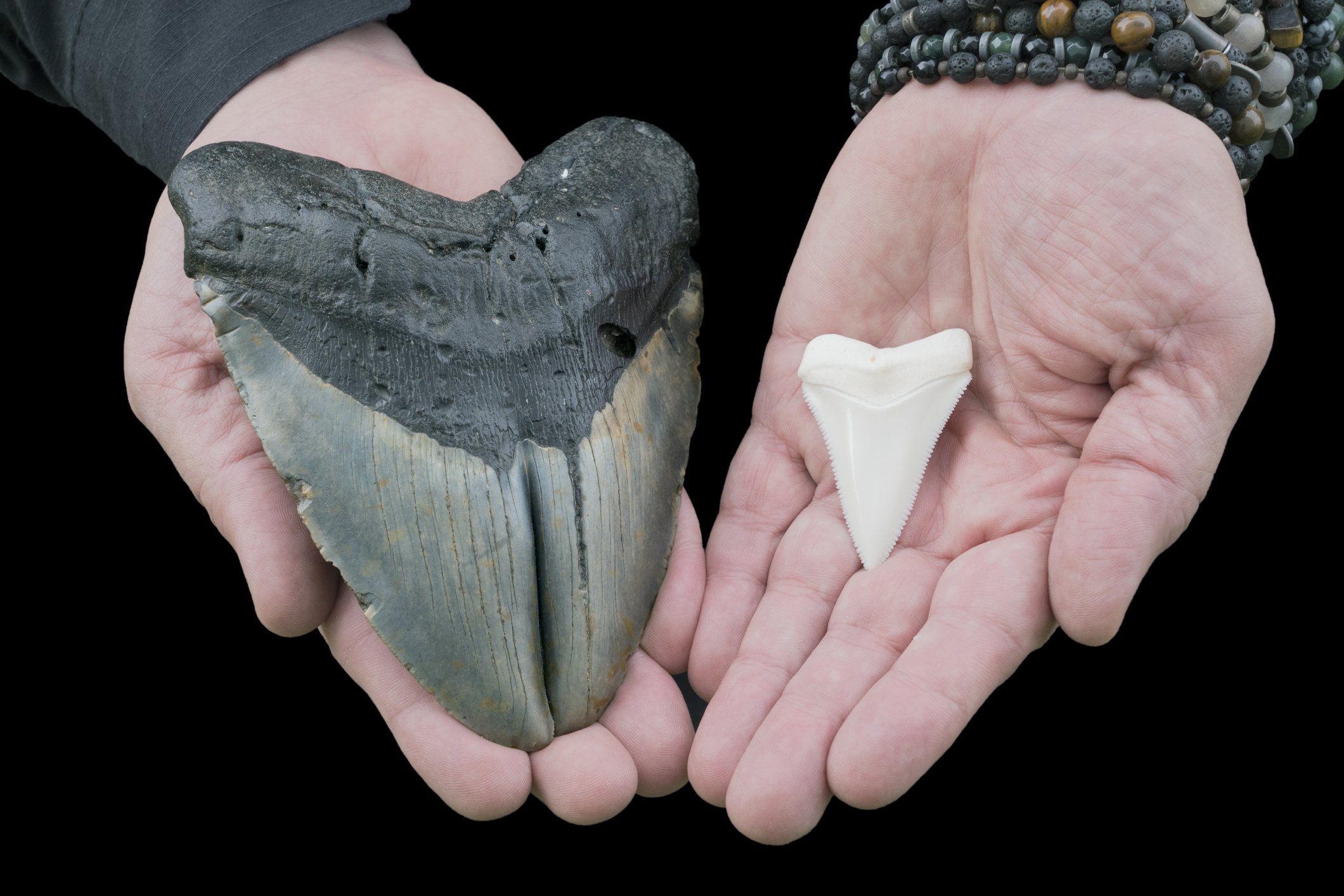 Reconstruções Artísticas do Megalodon: Da Ficção à Ciência