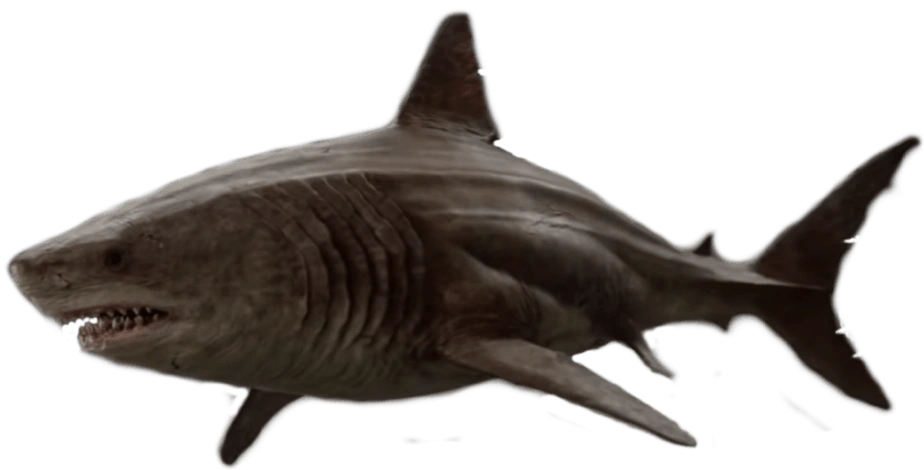 fotos de megalodon
