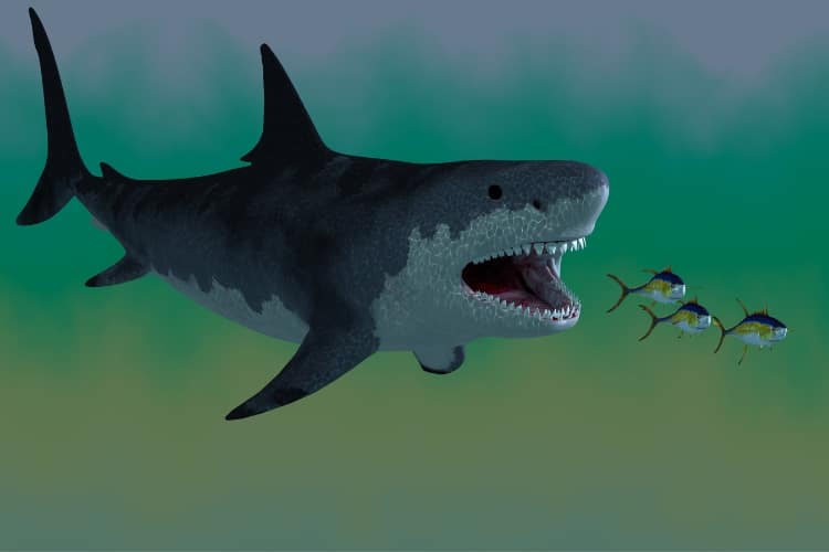 Megalodon: Desvendando a Verdadeira Aparência do Gigante Pré-Histórico