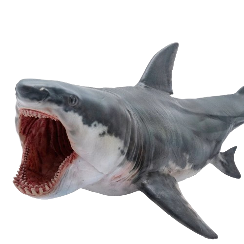 Dentes de Megalodon: Onde Encontrar e Como Identificar Fósseis Autênticos