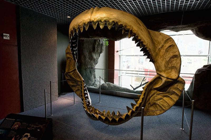 Megalodon vs. Tubarão Branco: Uma Comparação de Tamanho e Poder