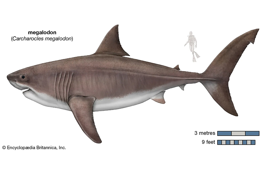 fotos de megalodon
