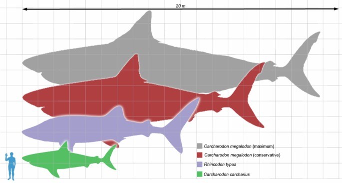 Megalodon: Desvendando a Verdadeira Aparência do Gigante Pré-Histórico