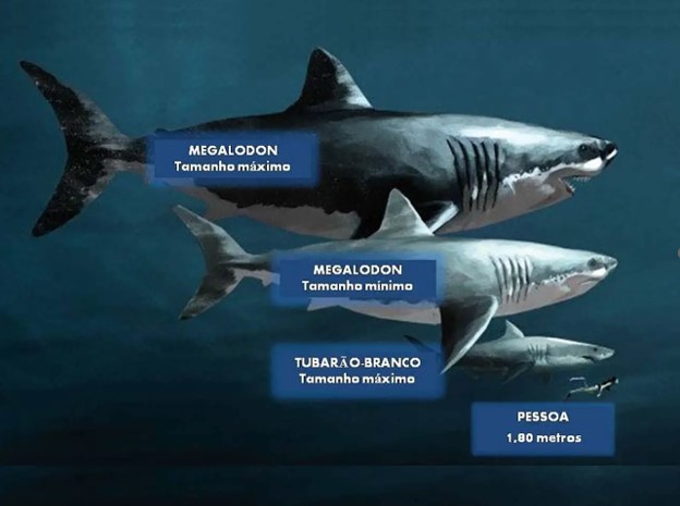 Dentes de Megalodon: Onde Encontrar e Como Identificar Fósseis Autênticos