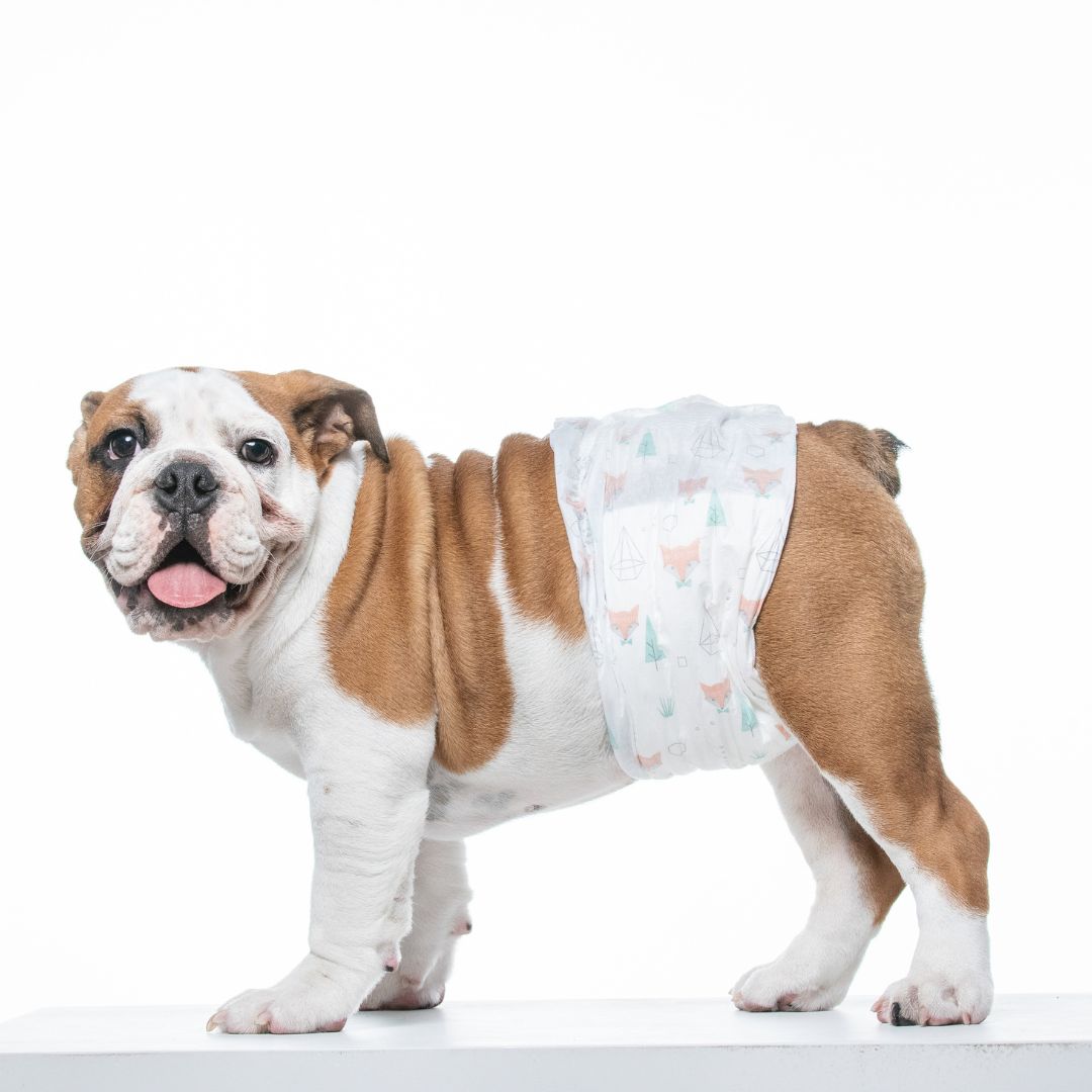 melhores fraldas para cachorro incontinente
