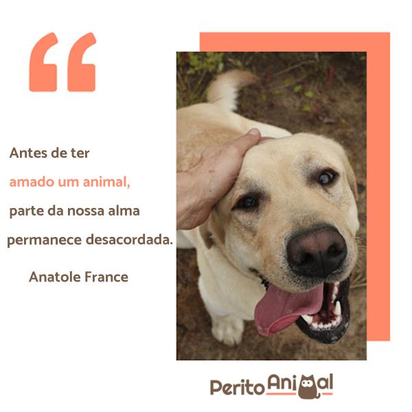 citações sobre a lealdade dos animais