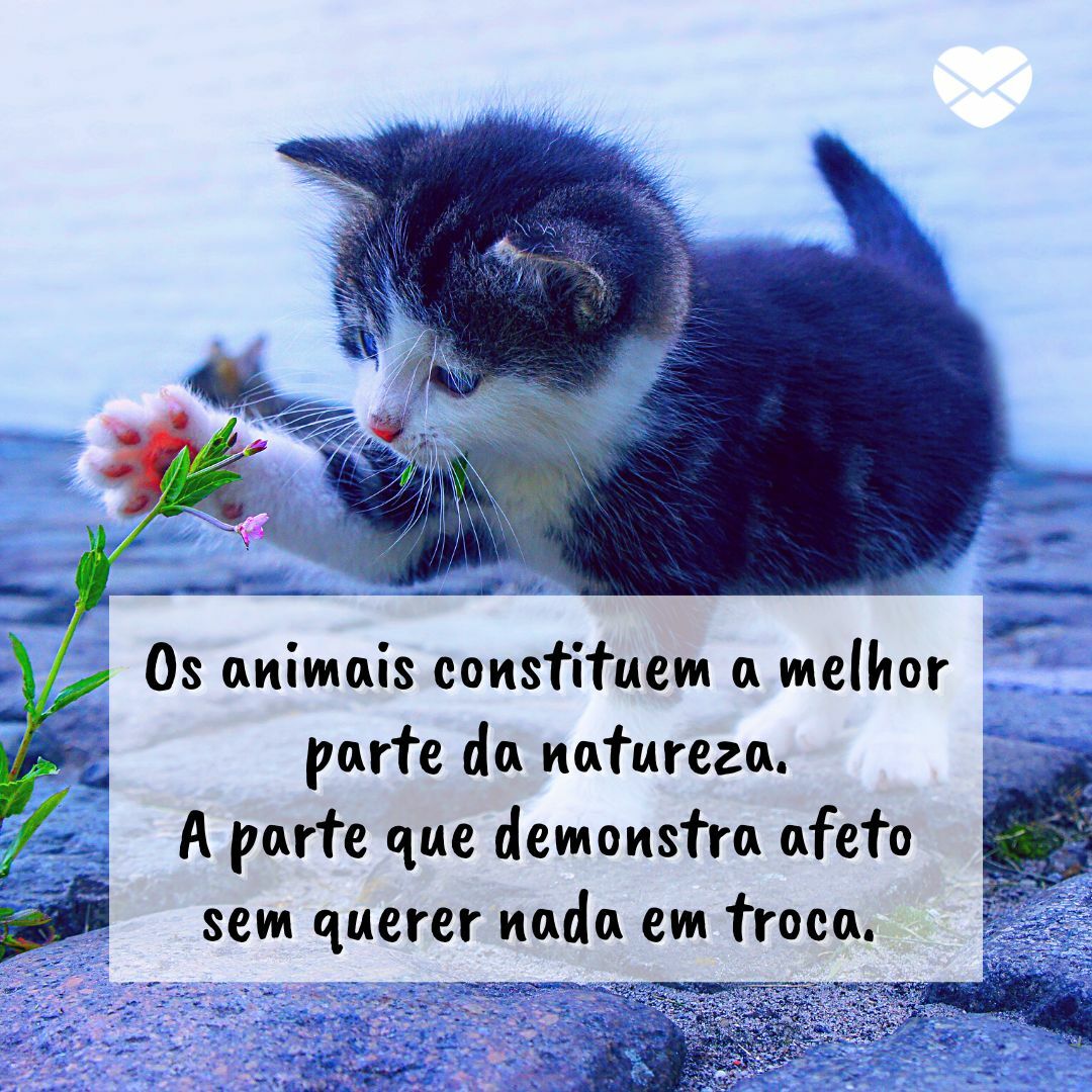 frases sobre a importância de adotar animais