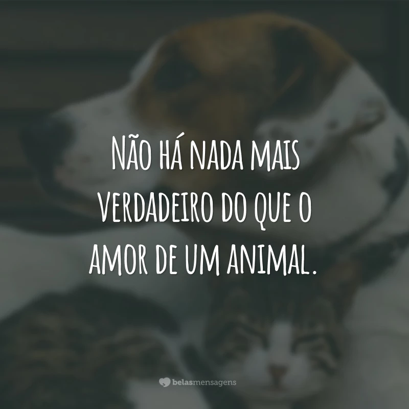 frases sobre o respeito aos animais