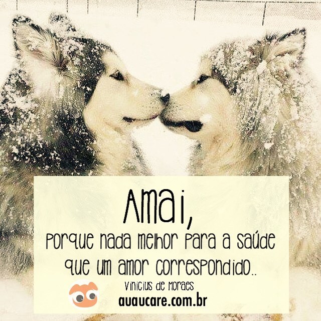 frases para fotos de gatos