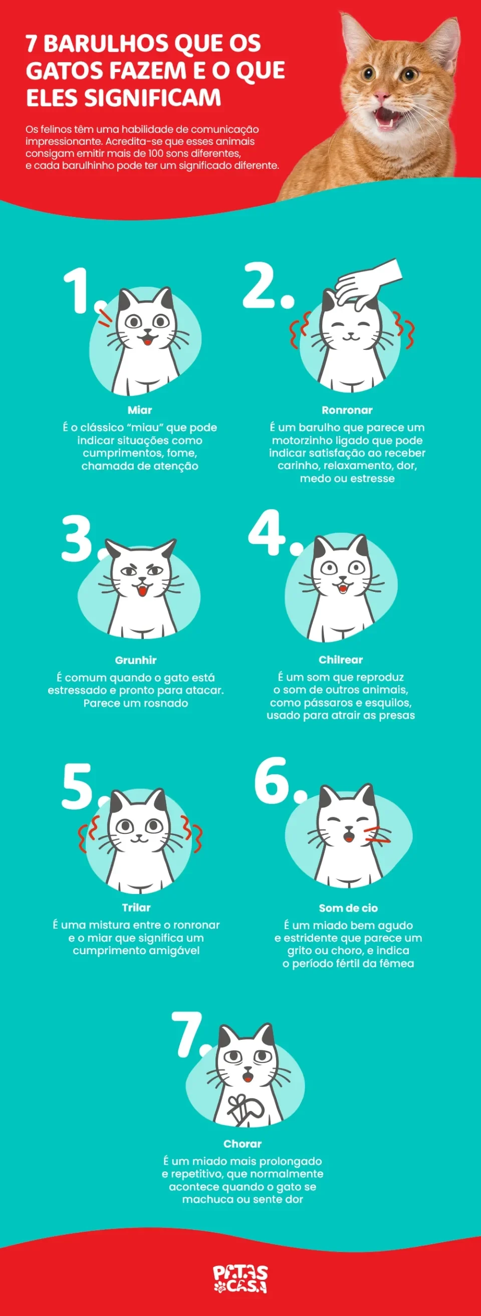 o que significa quando um gato ronrona