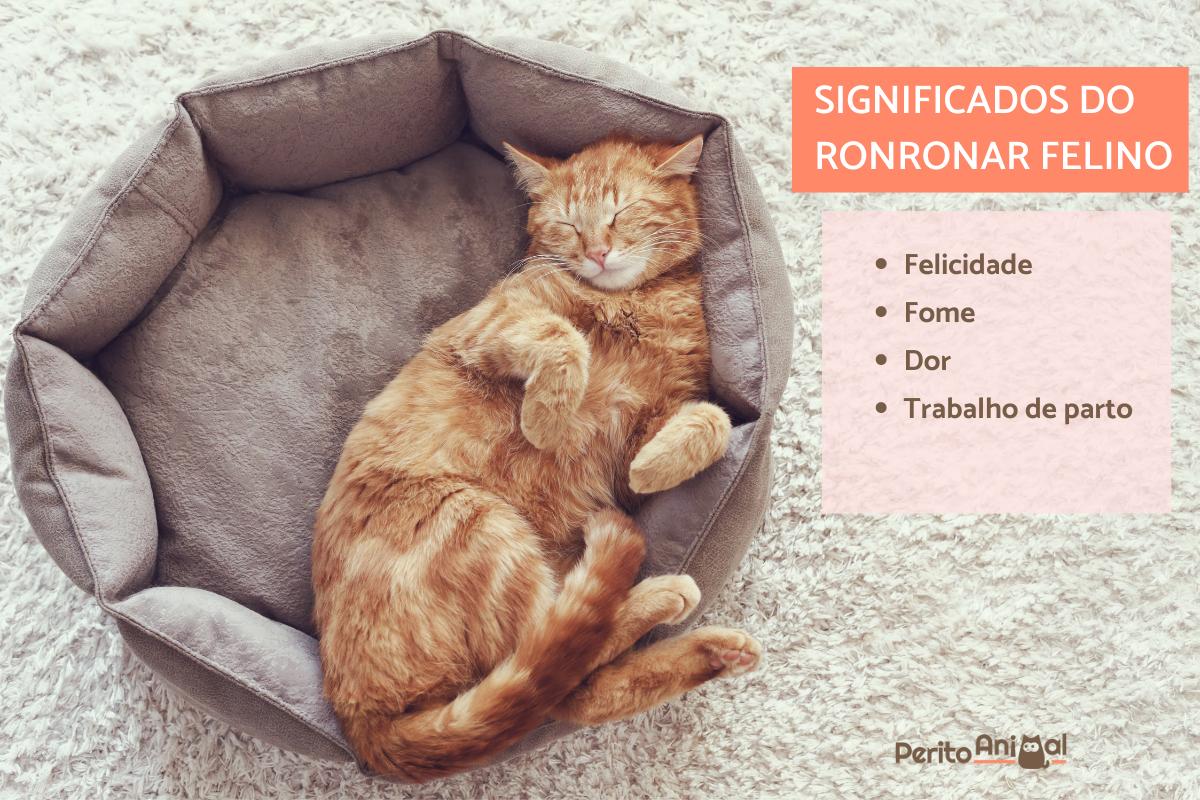 gato ronrona e se esfrega