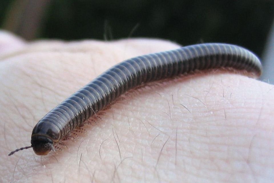 Gongolo vs. Lacraia: Como Diferenciar e Evitar Confusões Perigosas