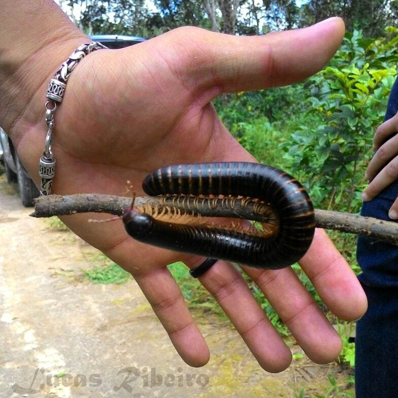 Reações Alérgicas ao Líquido do Gongolo: Sintomas e Primeiros Socorros