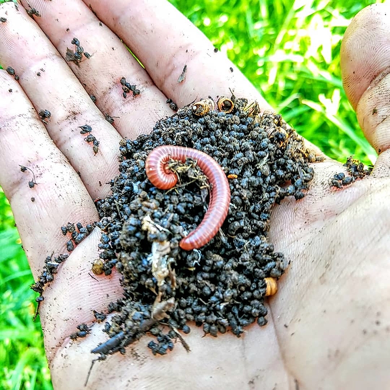 Encontrei um Embuá em Casa: O Que Fazer e Por Que Não se Preocupar