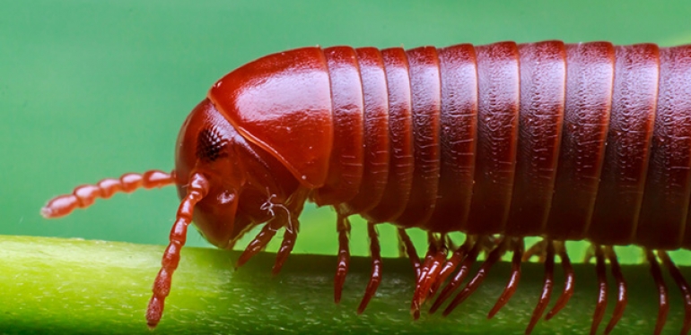 Gongolo vs. Lacraia: Como Diferenciar e Evitar Confusões Perigosas